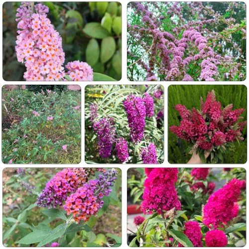 Buddleja davidii - selvaggio balcone estremamente resistente balcone primavera semi giardino interno 30pcs