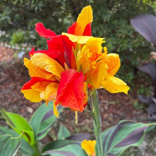 5bulbos de canna rizoma decoración de jardín en balcón en, silvestres, sostenibles otoño, resistentes, con interior 5pcs
