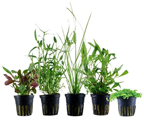 AquaOne Lot de 5 plantes d'aquarium I Cyperus Hygrophila Lobelia Micranthemum Murdannia I Lot de 5 plantes d'aquarium