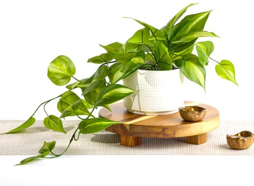 Kurrajong Farmhouse Dark Green Fake pothos | Fake Plant for Shelf Decor | Artificial Trailing Ivy Plant with 5 Wide Ceramic Pot | Faux pothos | Feaux Pothos | Bathroom and Kitchen Decor