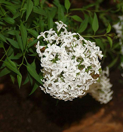 Weißer Persische Flieder 40-60cm - Syringa persica - lebende Gartenpflanze aus den Baumschulen