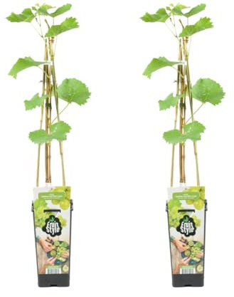 Bloomique - 2x Vitis Vinifera 'Vroege van der Laan' - Plant de raisin - Raisins blancs - Plantes fruitières - Plantes de jardin - Résistant à l'hiver - ⌀14 cm - Hauteur 60-70cm