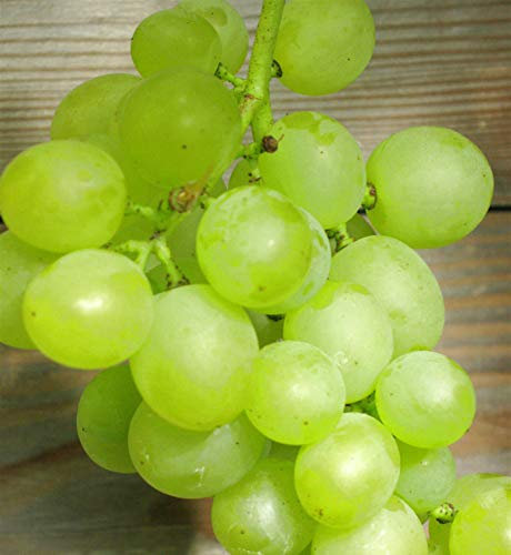 Weinrebe Millenium kernlose Trauben 80-100cm - Vitis - lebende Gartenpflanze aus den Baumschulen