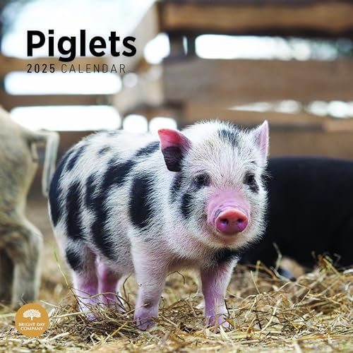 Bright Day Monats-Wandkalender 2025, Ferkel, 30,5 x 30,5 cm, niedliches Naturfotografie-Geschenk