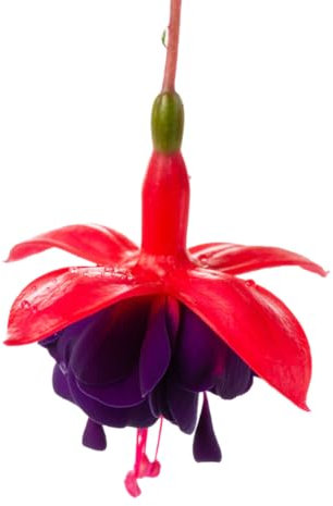 Fuchsia Plants, 'Dollar Princess', 5 x Full Plants in 9cm Pots, Fuchsias, Garden Ready and Ready to Plant, Premium Quality Garden Perennials