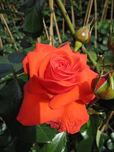 Kletterrose Salita® - Rosa Salita®