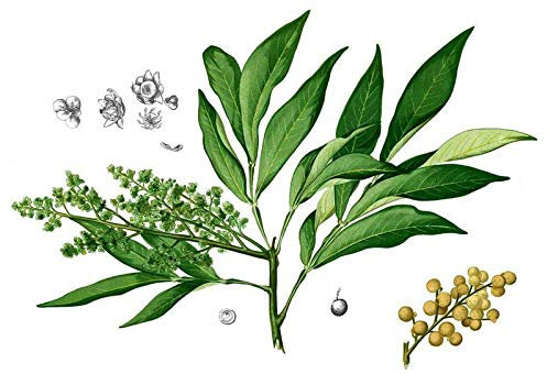 5 Albero semi Wash Noci (Sapindus saponaria) Semi, Llavors:Seeds