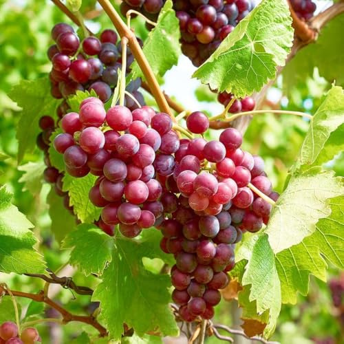 50+ Seed Grape Vine Fruit Seeds for Planting Outdoor-Plant & Grow Heirloom Grape Vine Non-GMO in Your Home Garden