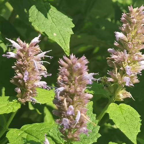 Semi di ortica profumati - balcone Agastache foeniculum - semi di medicinali per giardino di resistenti 300pcs
