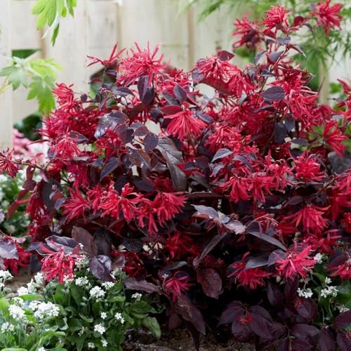 Plant Theory Rubrum Fire Dance Loropetalum Loropetalum Chinense Shrub Plant 2L Pot