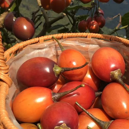 semi di pomodoro tomarillo, resistenti per il giardino vecchie varietà da nani resistenti regali per gli amanti del giardino 55pcs