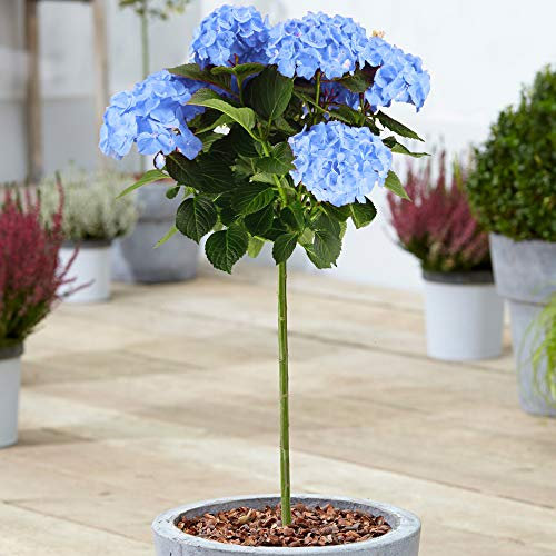 Hydrangea Macrophylla Tree Collection | Deciduous Trees for Small Gardens Patios Plant Borders | Potted Lollipop Blue, Pink, White & Red Trees | Climbing Hydrangea Flower (70-80cm (Incl. Pot), Blue)