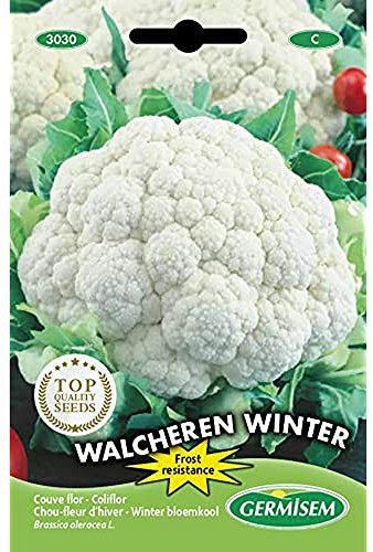 Germisem Walcheren Winter 5 Semi di Cavolfiore 0.5 g