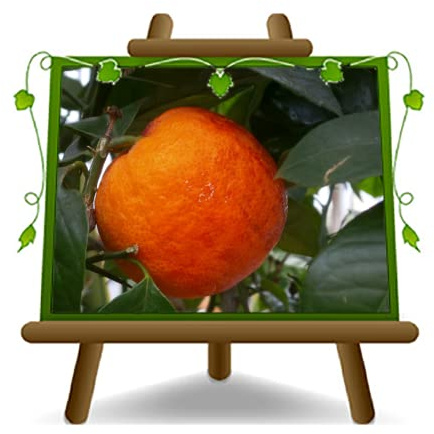 EURO PLANTS VIVAI Agrumi Arancio Sanguinello pianta da frutto vaso 22 cm | Altezza 60-80 cm