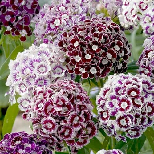 DECOALIVE Semillas Clavel Poeta Dianthus Barbatus Mix Color
