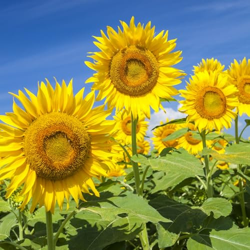 Groundio Mammoth Sunflower Seeds to Plant, 1 Ounce Packet 300+ Seeds, 6-12 FT Giant Sunflower, Non-GMO | Heirloom | High Germination, Grown in The USA