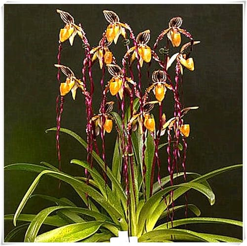 Cymbidium Orchidee,Decorativo,Bulbos De Orquidea Cymbidium,Bulbos De Cymbidium,Resistente Al FríO-5bulbos-B