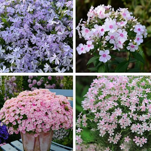 Phlox Seeds for Planting, 1000 Perennial Ceeeping Phlox Seeds, Attracts Pollinators, Heirloom Ground Cover Plant Seeds for Home Outdoor and Garden