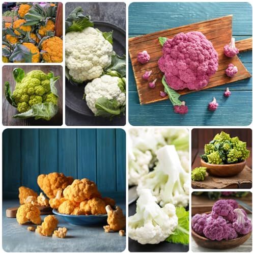 Coliflor semillas de Semillas de coliflor resistentes jardines rocas resistentes jardín variedades antiguas y raras 80semillas