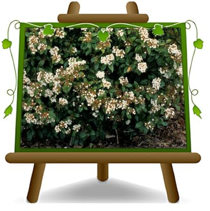 EURO PLANTS VIVAI Viburnum Tinus Eve Price - Pianta da siepe - su vaso da 18 cm. - altezza 40-50 cm.