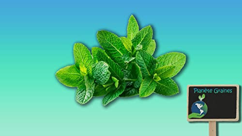 Planète graines - menthe verte spicata - aromate - plante herbacée et vivace - 0,5 GRAMMES