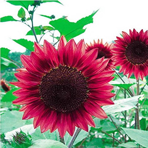 Semences de fleurs 50PC Mini arc graines de tournesol, rares vert, rose, graines de tournesol rouge, plantes ornementales bonsaï