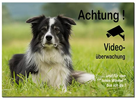 Border Collie-Achtung Videoüberwachung-Hund-Schild-Hundeschild-150 x 100 x 3 mm + 200 x 150 x 3 mm + 300 x 200 x 3 mm-Alu.-Dibond-Tierschild-Warnschild-Hinweisschild (1451=30 x 20 cm mit 2 Löcher)