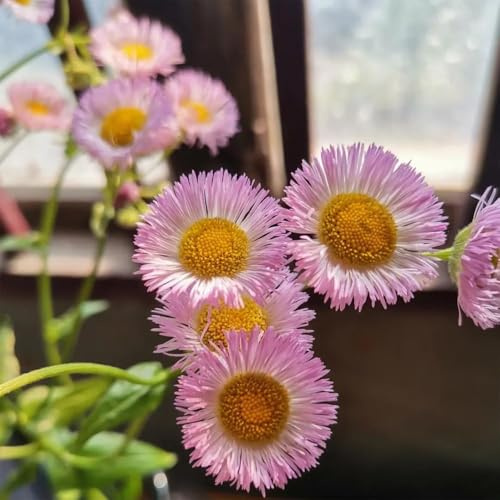 Semillas de margarita decoración de 550pcs