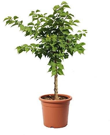 KENTIS – Zwerg Aprikosenbaum – Aprikosen Pflanzen – Echte Outdoor Pflanzen – Garten Obstbaum – Obstpflanzen – Topf Ø 24 cm