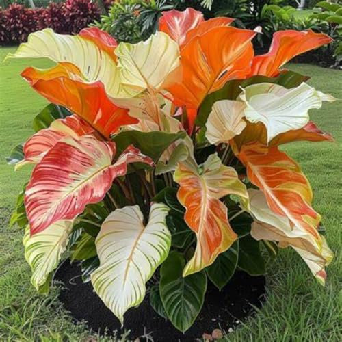 Hosta Bulbs Mix for Planting Now UK/Good for Containers/Wedding Flowers,Natural Organic/Strong Plants That Grow Well/Greening Flower/Cut Flowers.-4bulbs-A