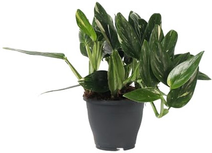 Plant in a Box - Plante verte d'intérieur - Philodendron 'Cobra' - Hauteur 55-65 cm - Pot 19 cm - Plante suspendue - Vert