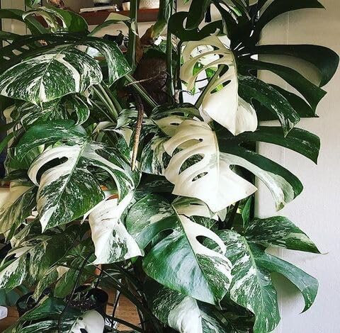 100pieces White Green Monstera Plant Seeds