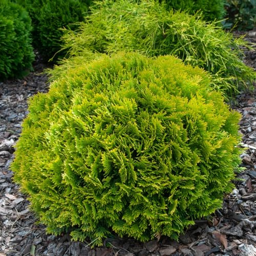 Thuja occidentalis 'Mirjam' - Dwarf Evergreen Globe with Golden Foliage, Ideal for Rockeries and Containers, Low Maintenance, 1X or 3X 1 Litre Pots by Thompson and Morgan