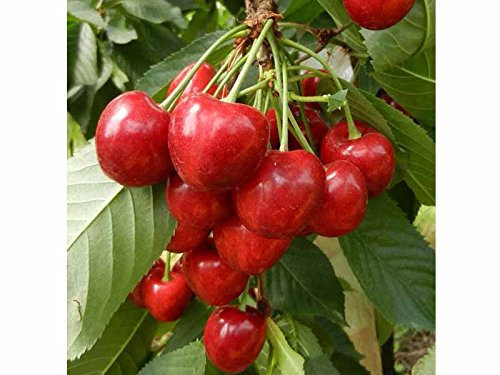 1 PIANTA di CILIEGIO FERROVIA Albero da FRUTTO Matura A Giugno