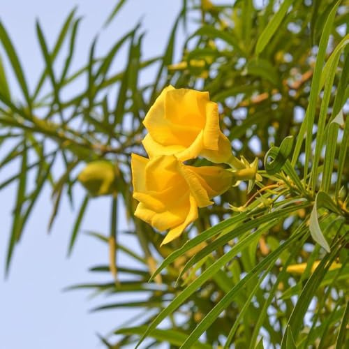 semillas de adelfa - exóticas semillas jardin Las de jardín rocas son resistentes en resistentes jardín 35pcs