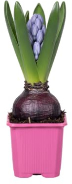 Jacinto DECOALIVE Bulbo Natural con Flores Perfumeadas Ideal para Decorar con Encanto