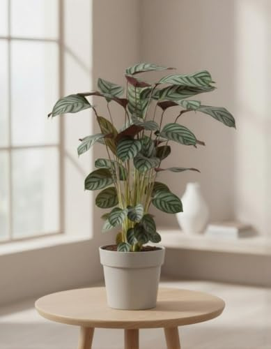 Calathea Green Flag Korbmarante mit grün gemustertem Laub Zimmerpflanze 80 cm
