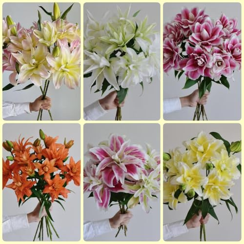 Lilien, exotische gartenpflanzen blumenzwiebel geschenke für gartenfreunde blumenzwiebeln kaufen 6Zwiebeln