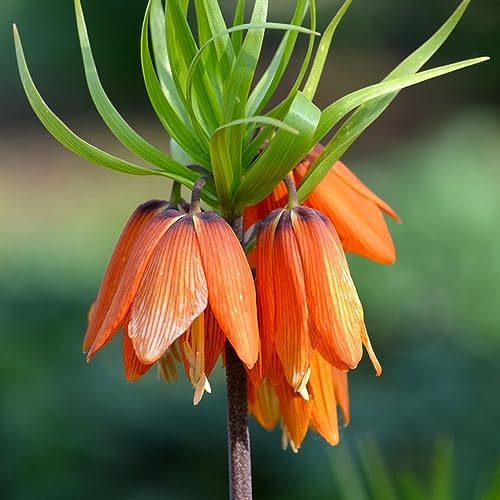fritillaria corona imperiale di bonsai giardino di bulbi perenni resistenti al freddo balcone interno esotici bonsai interni resistenti 12 pezzi