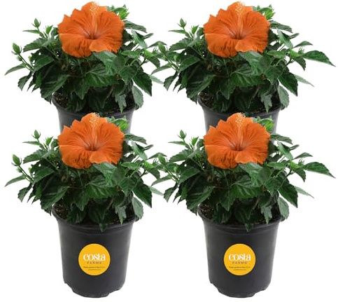 Costa Farms Live Premium Hibiscus Outdoor Plant in 1 QT Grower Pot, 10-Inches Tall, Grower's Choice Flowers