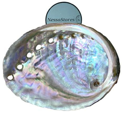 NessaStores Lot de 3 coquilles d'ormeau 6,3 à 8,9 cm | Beau bol naturel – Parfait pour bâtons de bavure, encens et kit de sauge JC-020