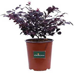 Pianta di Loropetalum Chinense Black Pearl pianta da esterno pianta da giardino cespuglio di Loropetalum pianta ornamentale di Loropetalum Black Pearl pianta vera venduta da eGarden.store (Vaso 17 cm)