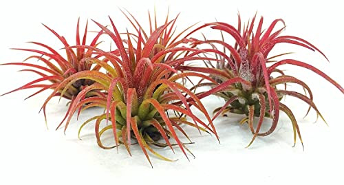 DECOALIVE Tillandsia Color Rojo - Pack de 3 Unidades - Plantas del Aire o Claveles del Aire Flores Rojas