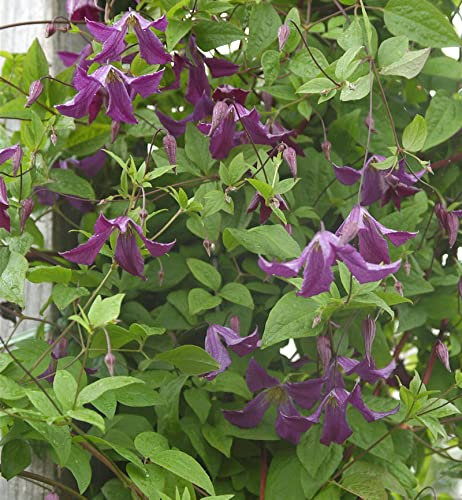 Robuste Waldrebe 60-80cm - Clematis viticella - lebende Gartenpflanze aus den Baumschulen