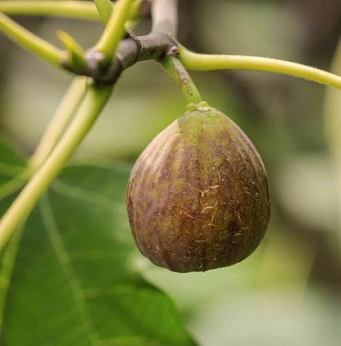 Hochstamm Feigenbaum Firoma® 60-80cm - Ficus carica - lebende Gartenpflanze aus den Baumschulen