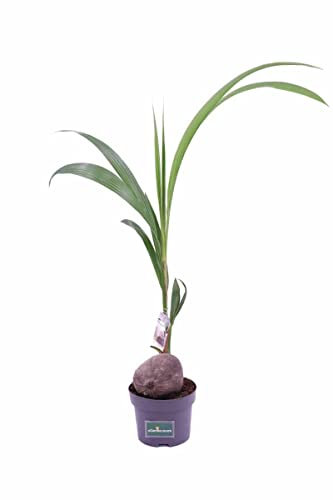 Palmera Cocos Nucifera Árbol de Interior Produce Cocos