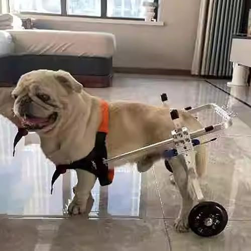 Hunderollstuhl für gelähmte Hunde, Stützbandage für die Erholung und Mobilität, Haustier-Rehabilitation für kleine, mittelgroße und große Rassen, Rot, XS breit