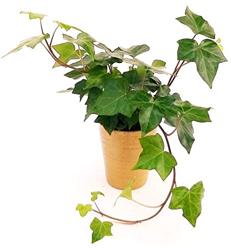 POWERS TO FLOWERS - EDERA COMUNE IN VASO CERAMICA ORO, Pianta vera