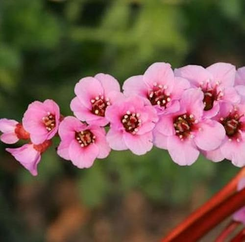Bergenie Wintermärchen - Bergenia purpurascens - lebende Gartenpflanze aus den Baumschulen