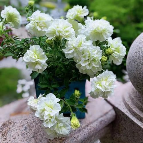 semi di petunia appendendo semi selvatici del giardino Decorazione del balcone prato 350pcs